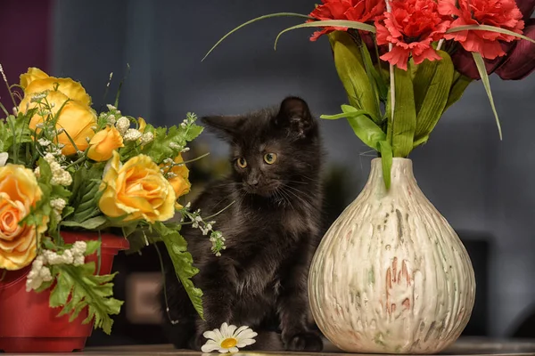 Little Black Cute Kitten Next Pot Flowers — Stock Photo, Image