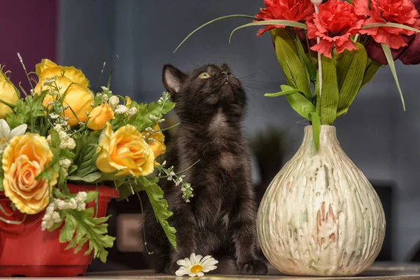 Маленький Черный Милый Котенок Рядом Горшком Цветов — стоковое фото
