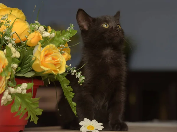 Pequeno Preto Bonito Gatinho Lado Pote Flores — Fotografia de Stock