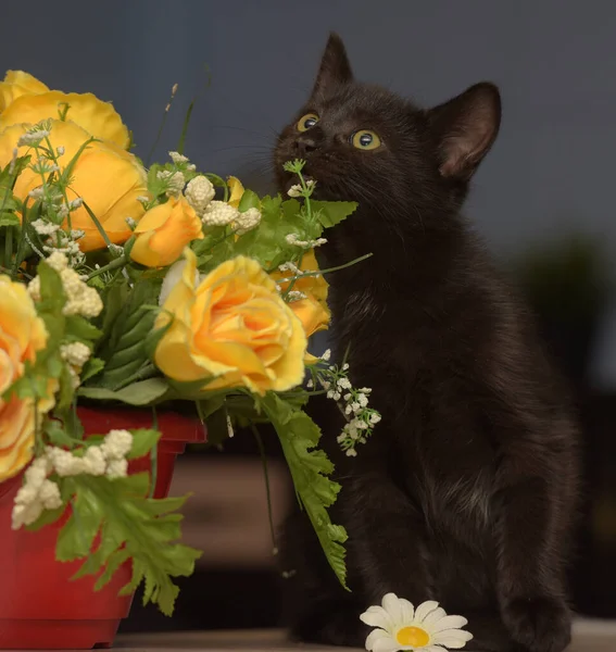 Pequeño Gatito Lindo Negro Lado Una Olla Flores —  Fotos de Stock
