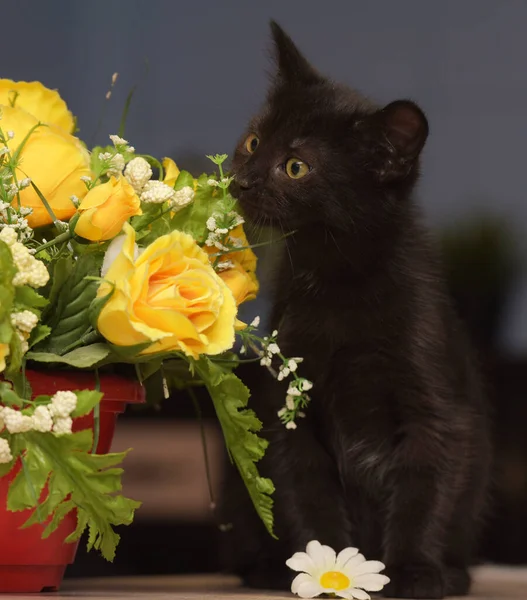 Μικρό Μαύρο Χαριτωμένο Γατάκι Δίπλα Μια Κατσαρόλα Λουλούδια — Φωτογραφία Αρχείου