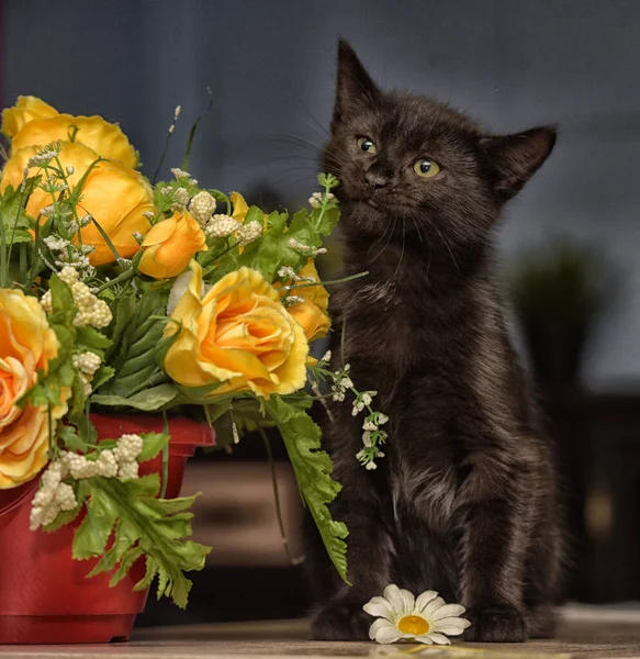 花のポットの隣に黒い可愛い子猫が — ストック写真