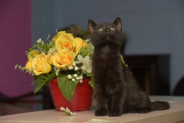 小黑可爱的小猫在一盆花旁边 — 图库照片