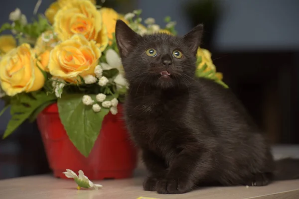 Malá Černá Roztomilá Kočička Vedle Květináče — Stock fotografie
