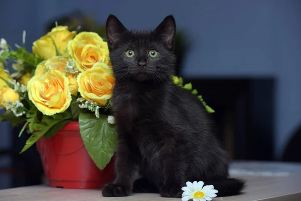 Pequeno Preto Bonito Gatinho Lado Pote Flores — Fotografia de Stock