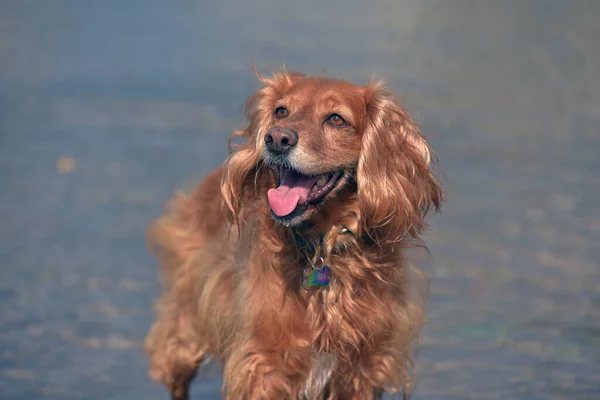 Red English Spaniel Bathing Playing Water Summer — Stock Photo, Image