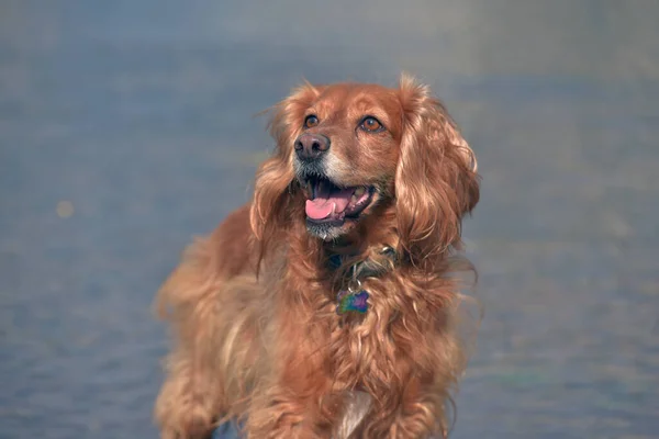 Roter Englischer Spaniel Badet Und Spielt Sommer Wasser — Stockfoto