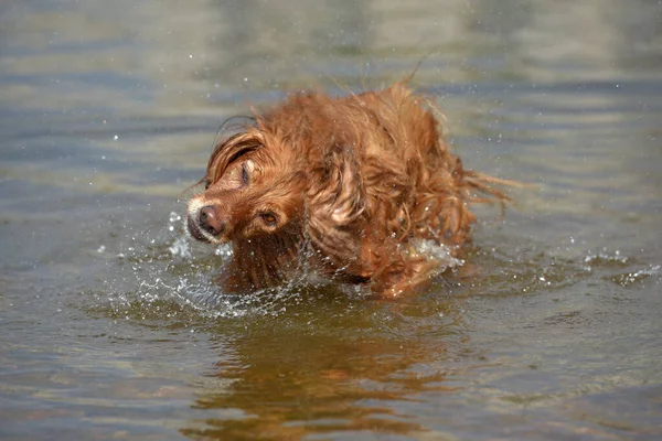 Red English Spaniel Bathing Playing Water Summer — Stock Photo, Image