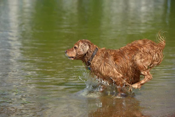 Röd Engelska Spaniel Bada Och Leka Vattnet Sommaren — Stockfoto