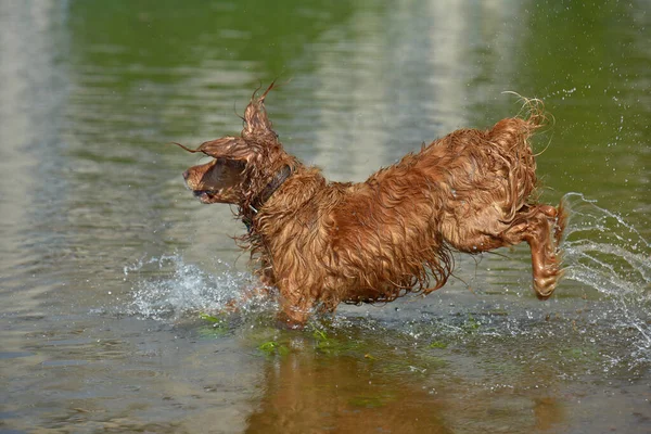 Red English Spaniel Bathing Playing Water Summer — Stock Photo, Image