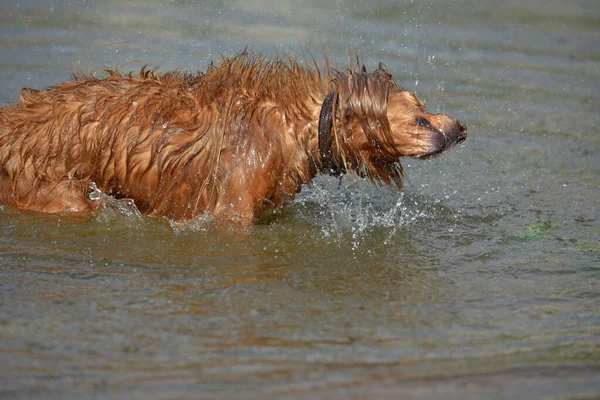 Vermelho Inglês Spaniel Banho Brincando Água Verão — Fotografia de Stock