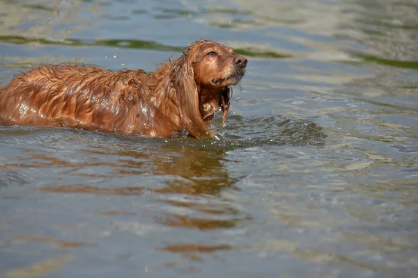 Español Inglés Rojo Bañarse Jugar Agua Verano —  Fotos de Stock