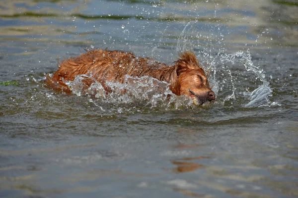 Español Inglés Rojo Bañarse Jugar Agua Verano —  Fotos de Stock