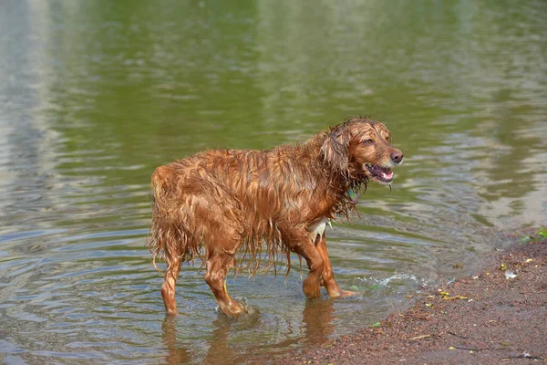 红色的英国猎犬在水里洗澡和玩耍 — 图库照片