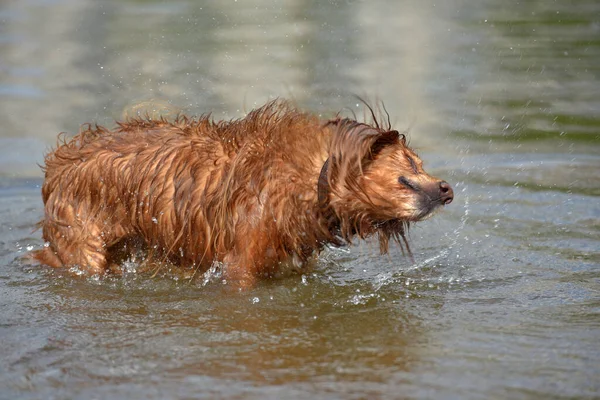 Vermelho Inglês Spaniel Banho Brincando Água Verão — Fotografia de Stock