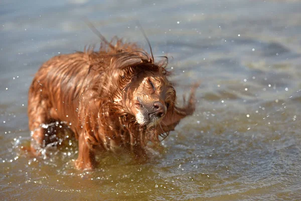 Español Inglés Rojo Bañarse Jugar Agua Verano —  Fotos de Stock