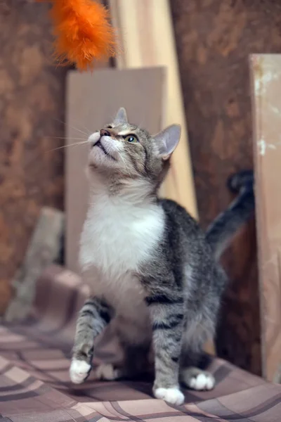 Mignon Brun Blanc Européen Shorthair Jeune Chat — Photo