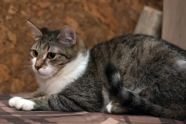 Lindo Marrón Blanco Europeo Taquigrafía Joven Gato —  Fotos de Stock