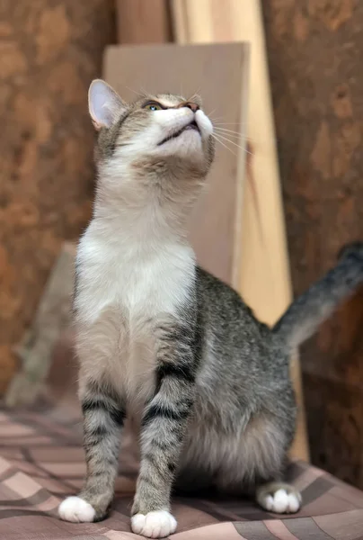 Şirin Kahverengi Beyaz Avrupalı Kısa Boylu Genç Kedi — Stok fotoğraf