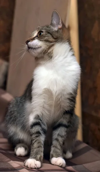 Mignon Brun Blanc Européen Shorthair Jeune Chat — Photo