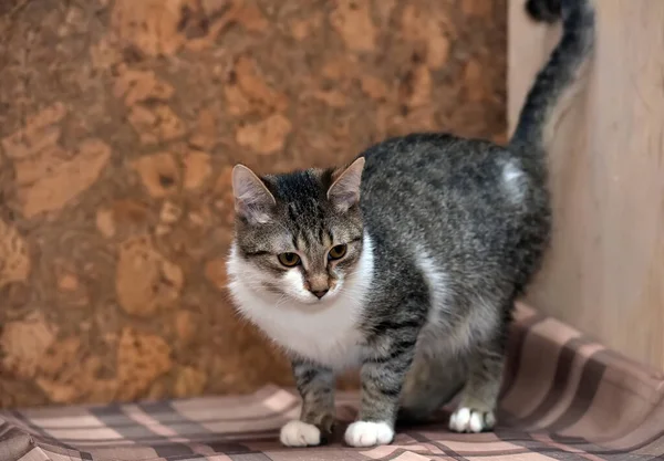 かわいい茶色と白のヨーロッパのショートヘアの若い猫 — ストック写真