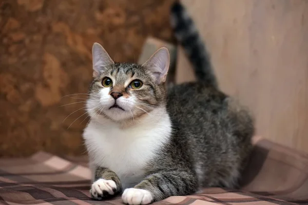 Bonito Marrom Branco Europeu Shorthair Jovem Gato — Fotografia de Stock