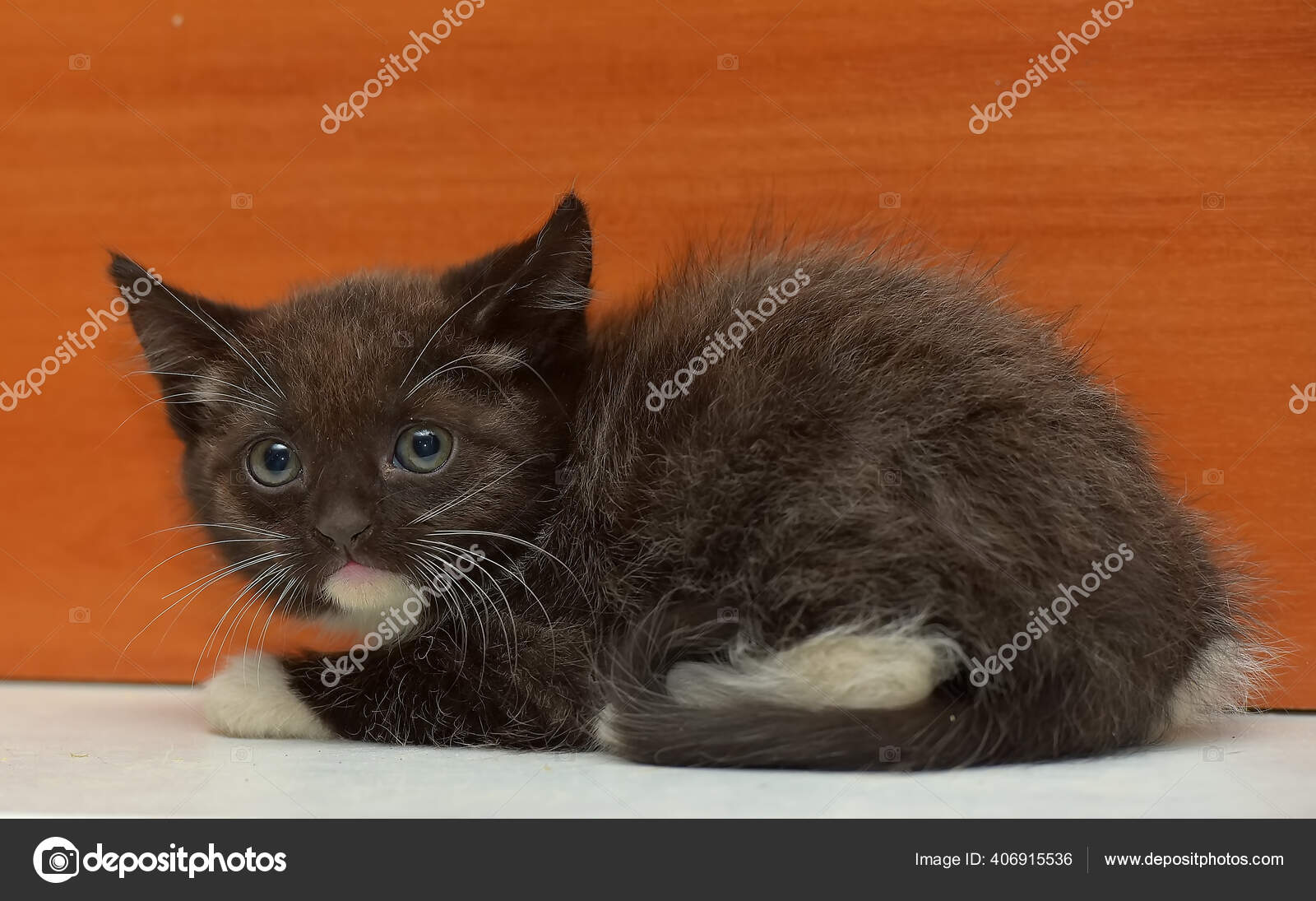 Mignon Petit Chaton Noir Blanc Moelleux Image Libre De Droit Par Evdoha C Mignon Petit Chaton Noir Blanc Moelleux Image Libre De Droit Par Evdoha C