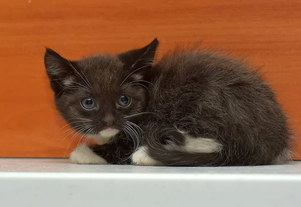 Lindo Poco Esponjoso Negro Blanco Gatito — Foto de Stock