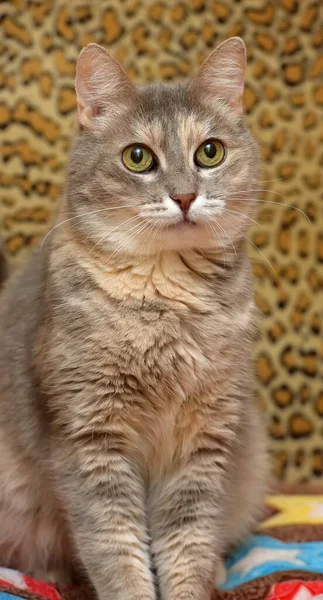 可愛いですグレーと茶色国内の猫オンザカウチ — ストック写真