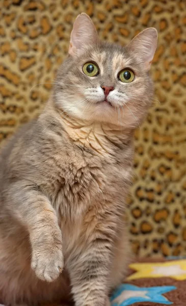 Cute Gray Brown Domestic Plump Cat Couch — Stock Photo, Image