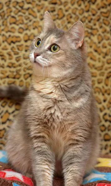Милий Сірий Коричневий Домашній Пухнастий Кіт Дивані — стокове фото
