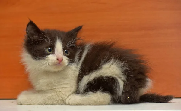 Bonito Pouco Fofo Preto Branco Gatinho — Fotografia de Stock