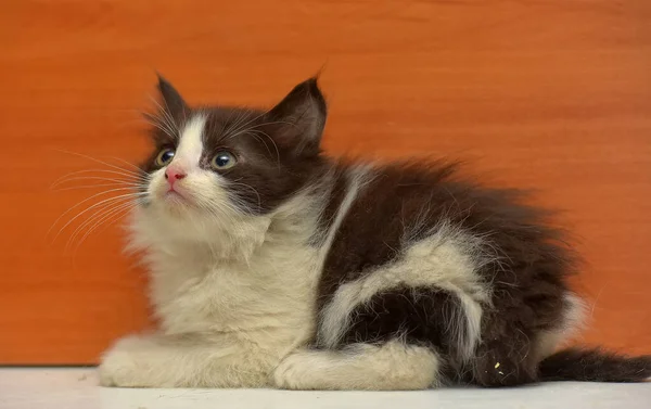 Lindo Poco Esponjoso Negro Blanco Gatito —  Fotos de Stock