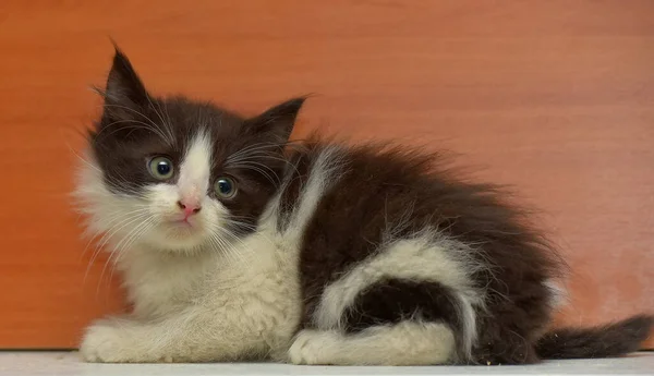 Cute Little Fluffy Black White Kitten — Stock Photo, Image