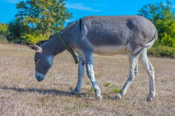 Donkey Grazes Field Crimean Steppe — Stock Photo, Image