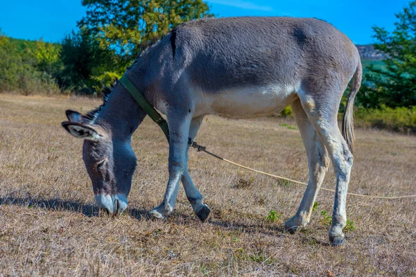 Donkey Grazes Field Crimean Steppe — Stock Photo, Image