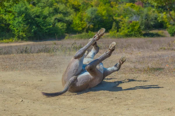 Pequeno Burro Meses Idade Com Prazer Deitado Chão — Fotografia de Stock