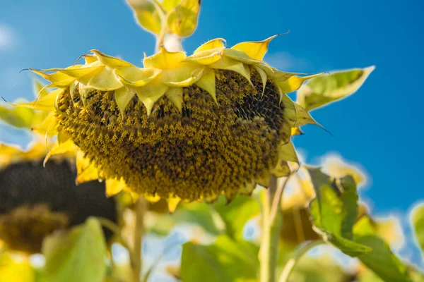 Sunflowers Field Autumn Sunny Day — Stock Photo, Image