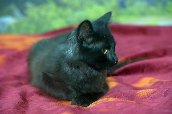 Piękne Czarny Puszysty Kotek Miesiące Stary Leży Kanapie — Zdjęcie stockowe