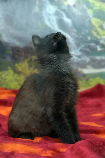 美しい黒ふわふわ子猫4ヶ月古いですソファの上にある — ストック写真