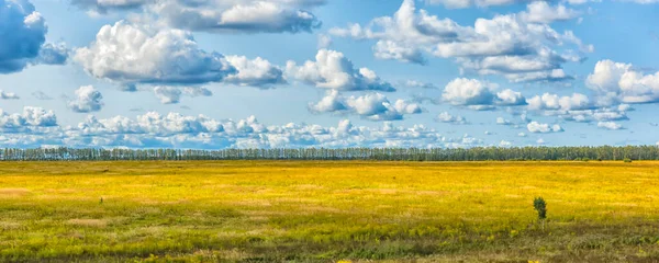 Campo Amarelo Céu Azul Com Nuvens Acima Dele — Fotografia de Stock