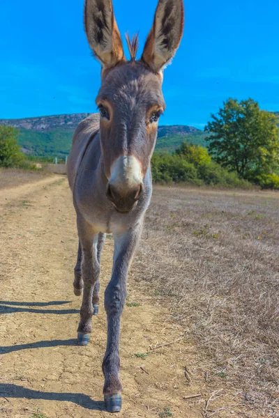 Donkey Months Walking Road Steppe — Stock Photo, Image