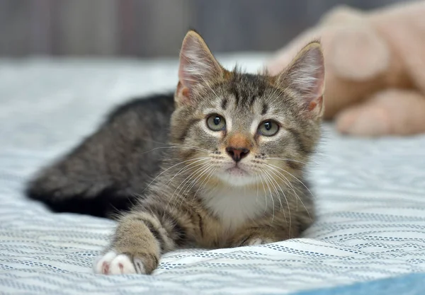 Bonito Brincalhão Tabby Com Branco Gatinho Europeu Shorthair Casa Sofá — Fotografia de Stock