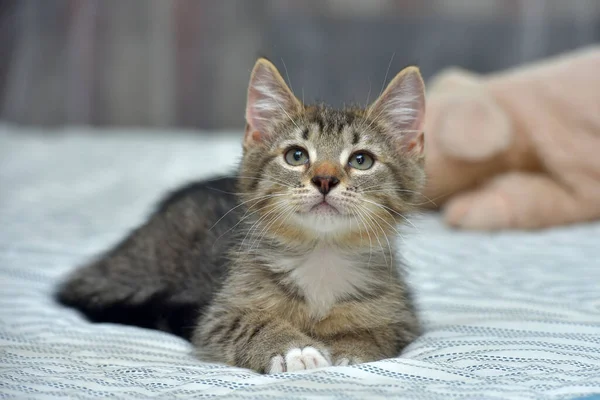 Schattig Speels Tabby Met Wit Kitten Europees Stenografisch Thuis Bank — Stockfoto