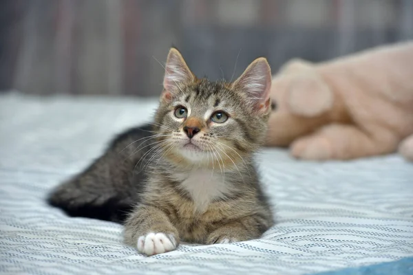 Lindo Juguetón Tabby Con Blanco Gatito Europeo Taquigrafía Casa Sofá —  Fotos de Stock