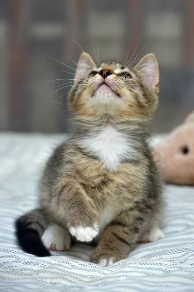 Bonito Brincalhão Tabby Com Branco Gatinho Europeu Shorthair Casa Sofá — Fotografia de Stock