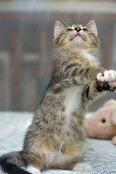 Bonito Brincalhão Tabby Com Branco Gatinho Europeu Shorthair Casa Sofá — Fotografia de Stock