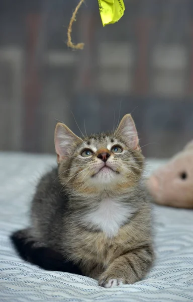 Bonito Brincalhão Tabby Com Branco Gatinho Europeu Shorthair Casa Sofá — Fotografia de Stock