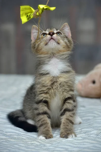 Mignon Tabby Ludique Avec Chaton Blanc Shorthair Européen Maison Sur — Photo