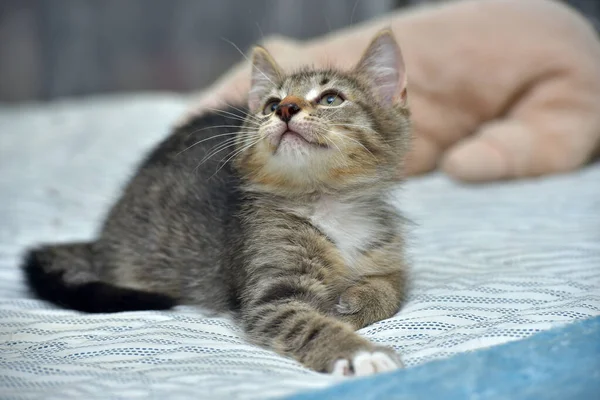 Lindo Juguetón Tabby Con Blanco Gatito Europeo Taquigrafía Casa Sofá —  Fotos de Stock